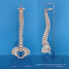 Human Spinal Vertebra Skeleton Structure Model for Medical Teaching (R020707)